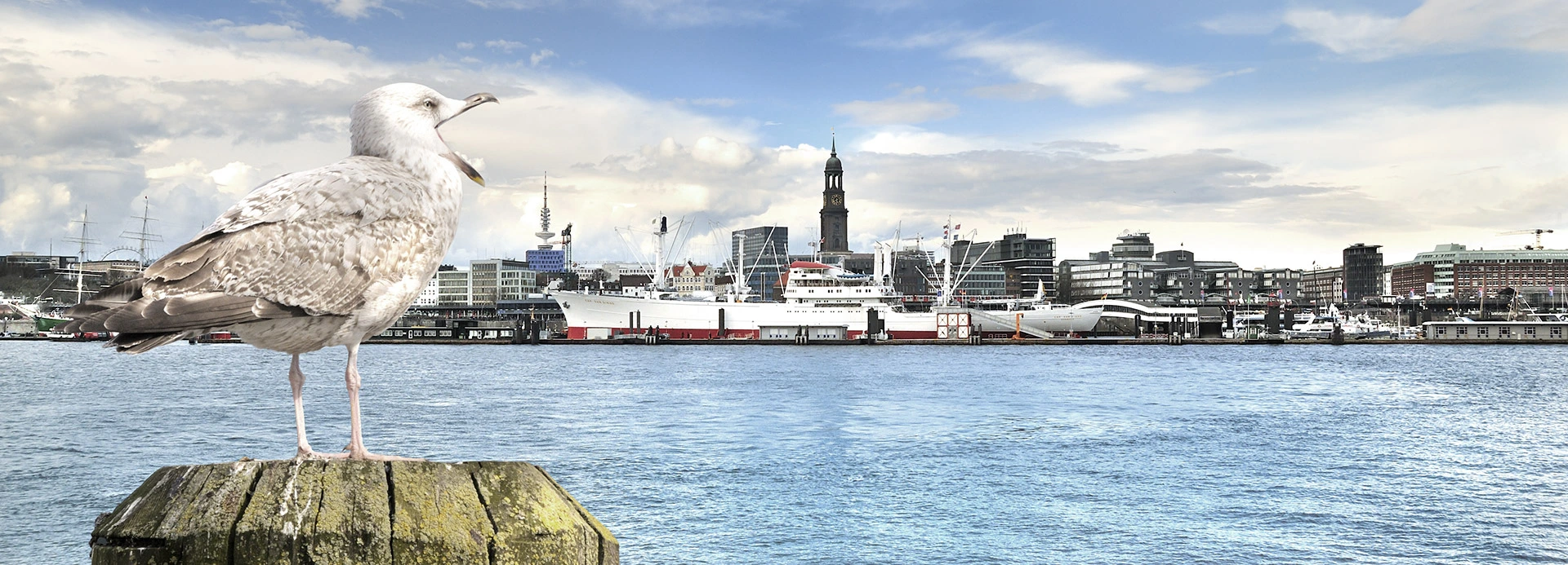 Möwe am Hamburger Hafen mit Blick auf den Michel